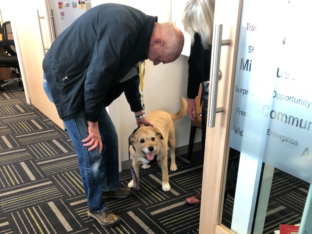 辦公室裡的毛茸茸驚喜：狗狗同事日